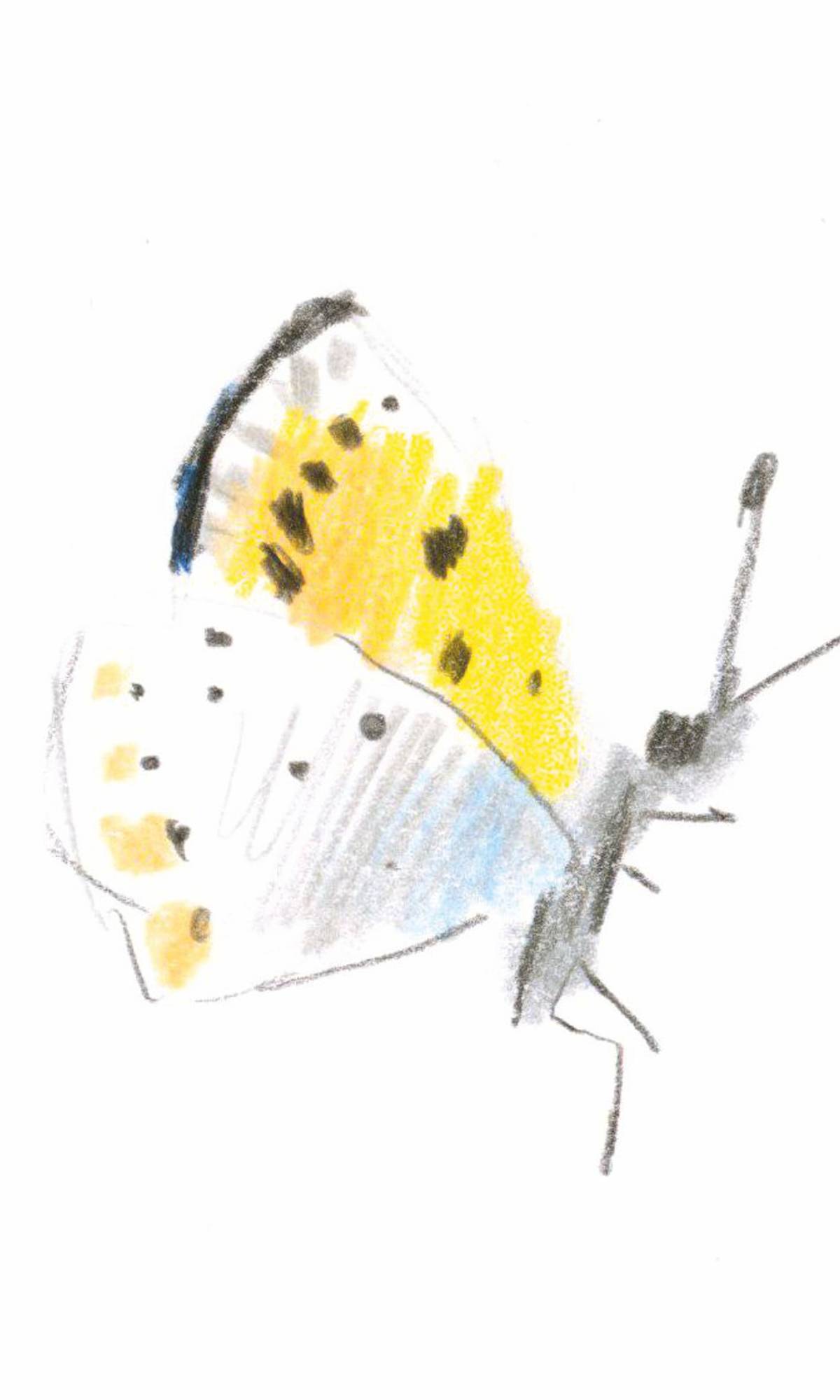 Motyl
